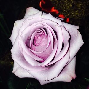 Meet your Posher, Joanna